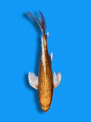 Butterfly Ginrin Yamabuki | Koi&Co.